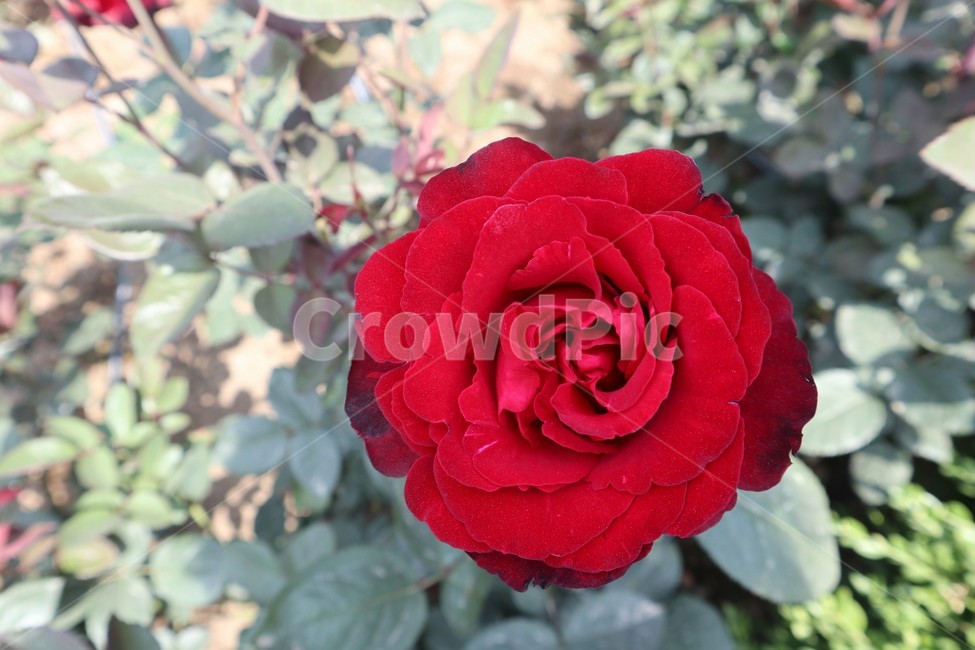 꽃,장미,빨강,고백,한송이,식물,자연,plants,nature,꽃,flower