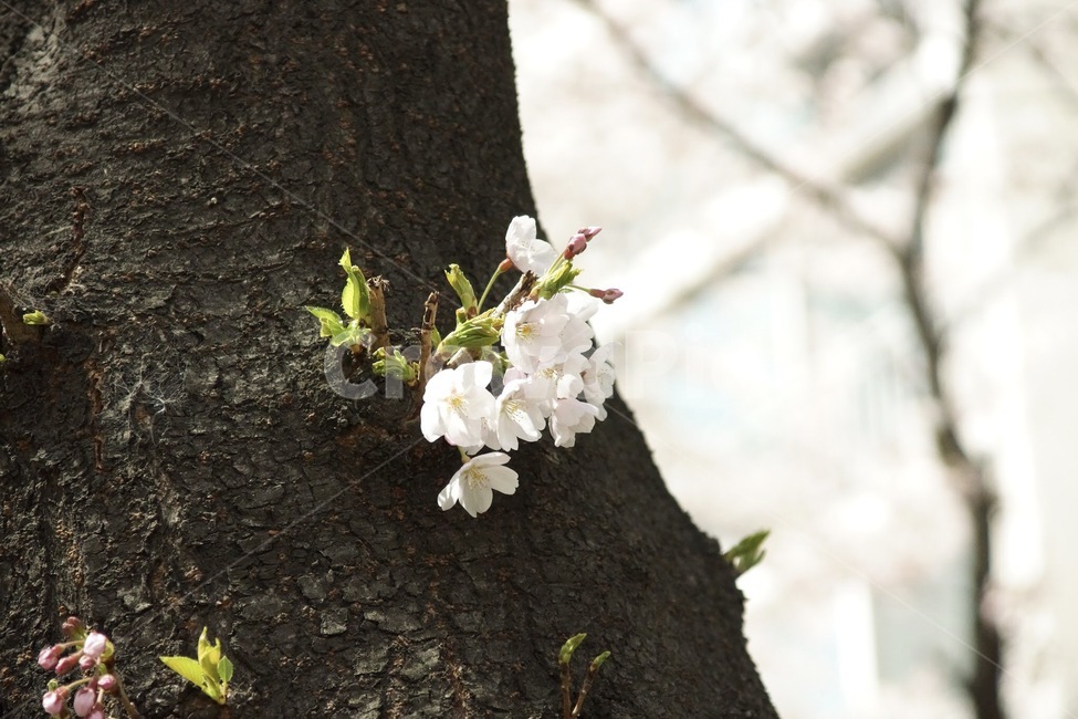 벚꽃,봄,자연,spring,사쿠라,봄,계절,spring,season,plant,식물,tree,나무,tree trunk,나무 줄기