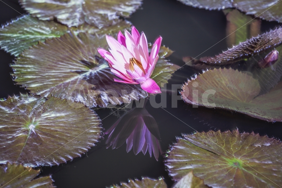 연꽃,야경,야간촬영,꽃,flower,lotus,궁남지,반영,reflection,landscape,풍경,식물,자연,plants,nature,꽃,flower