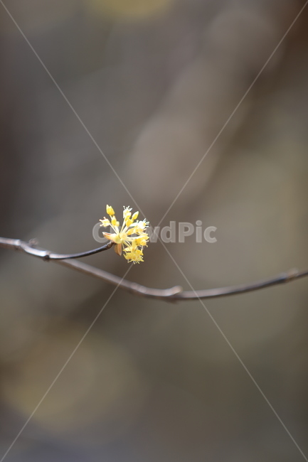 봄,산수유,하동,꽃,축제,봄,계절,spring,season,식물,자연,plants,nature,꽃,flower,plant
