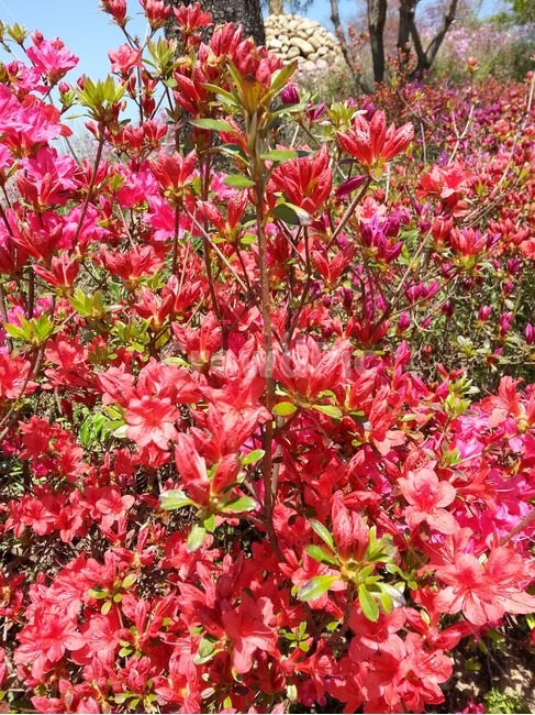 꽃,철쭉,만개,하늘,야외,식물,자연,plants,nature,꽃,flower