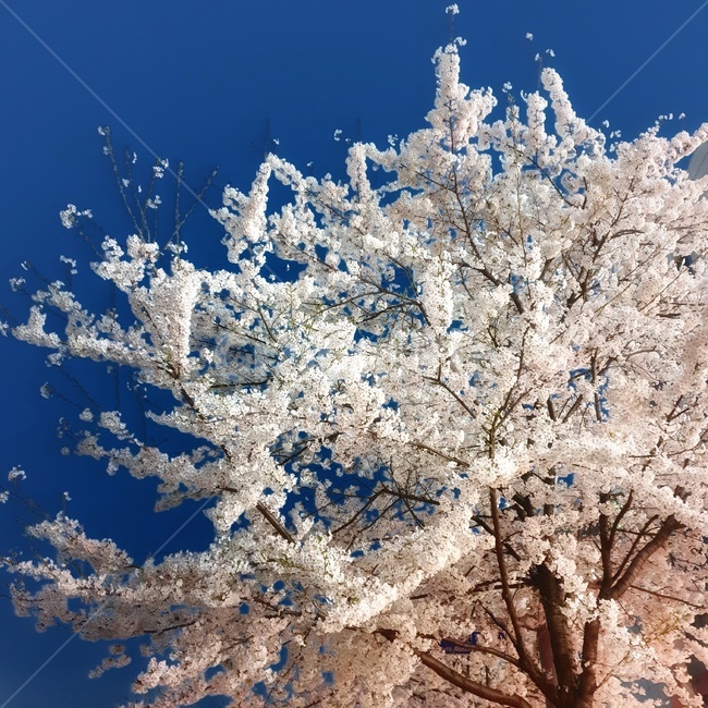 벚꽃,봄,저녁,하늘,꽃