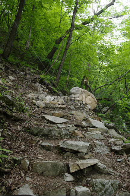 산,숲,길,나무,식물,돌,자연,풍경,nature,landscape,rubble,파편,slate,슬레이트,ground,바닥