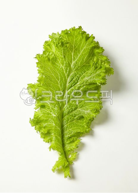 야채, 채소, 유기농, 상추, lettuce, 사진,이미지,일러스트,캘리그라피 - SWimage작가