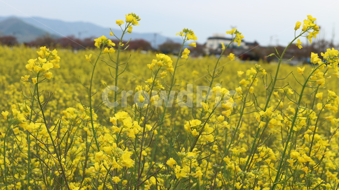 flower,유채꽃,봄날,감성사진,꽃밭,노란색,spring