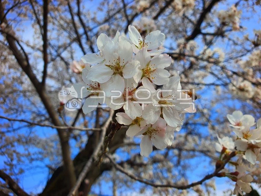 spring flowers,cherry,Cherry Blossom,nature,flower