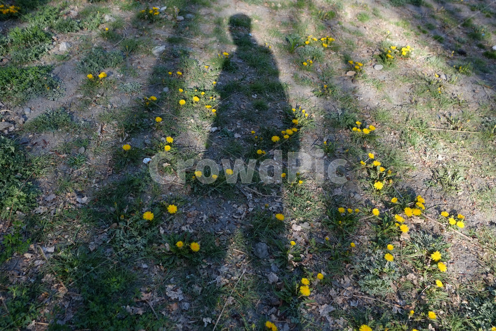 spring,shadow,nature,silhouette,sight,yellow,Emotion,flower,Emotional photo