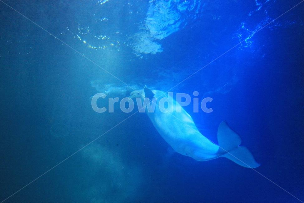 whale,Dolphin,background,mammalia,water,aquarium