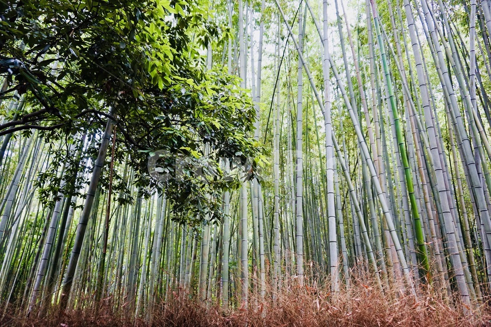 자연,숲,대나무,대나무숲,bambusoideae,plant,식물