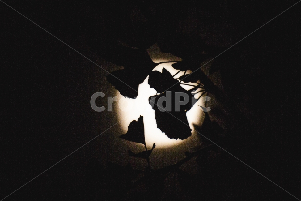풍경,달,야경,부산,자연,한국,landscape,fullmoon,supermoon,busan,korea,natural,야경,밤,풍경,nightscape,night,landscape,식물,자연,plants,nature