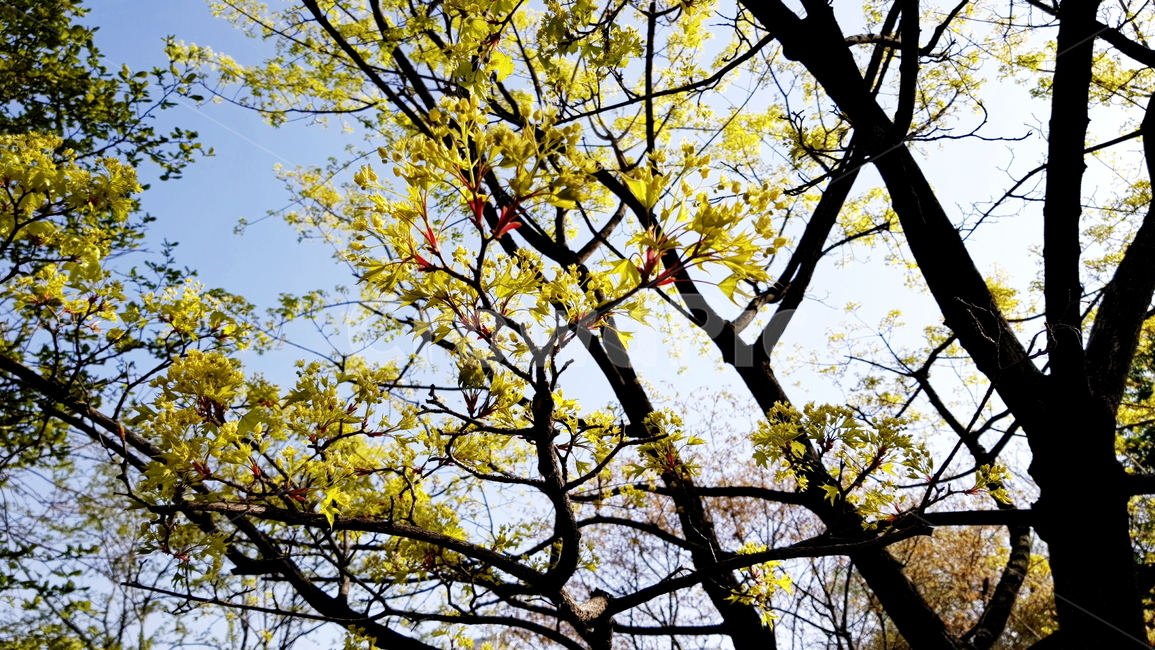 나뭇가지,나무,하늘,풍경,자연,식물,자연,plants,nature,꽃,flower