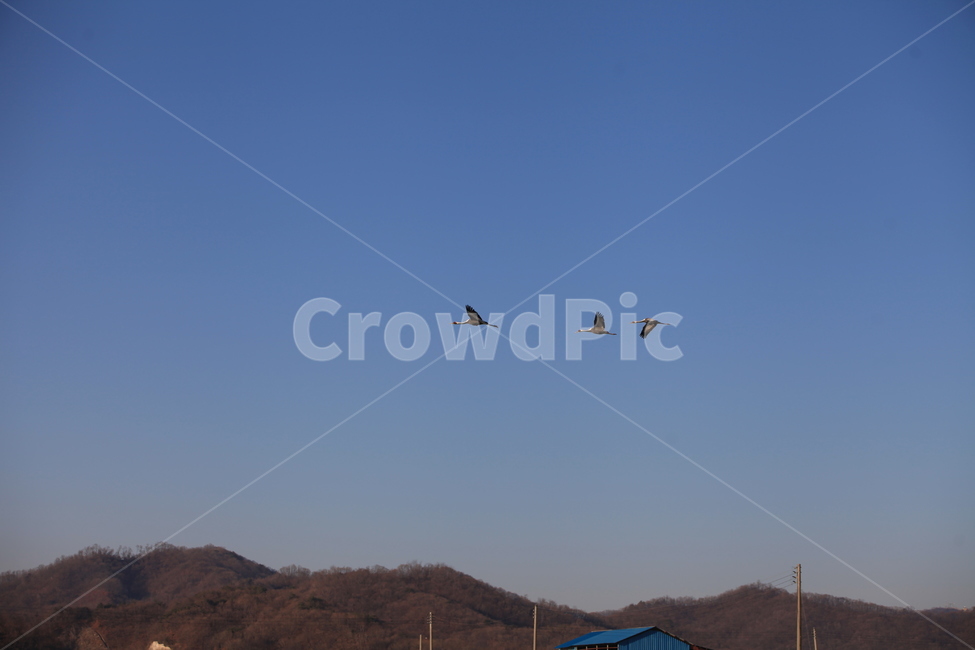 풍경,animal,동물,bird,새,flying,나는,파란하늘,자연,자연풍경,산