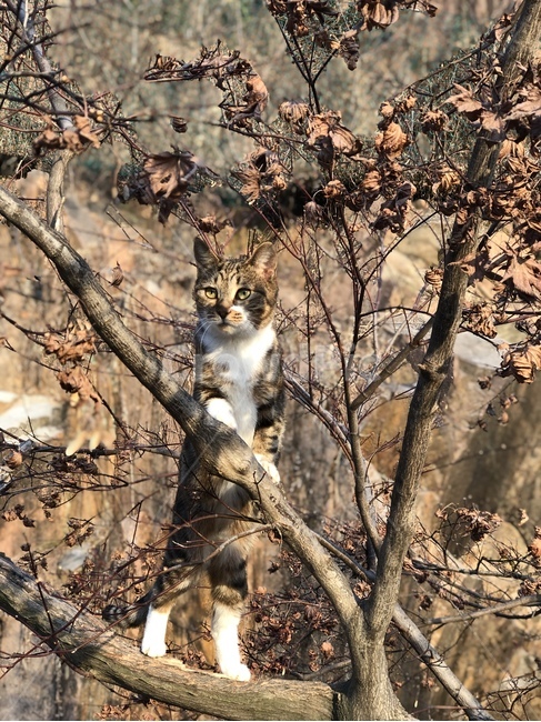 고양이,동물,귀여운,자유로운고양이,cat,animal,cute,freecat,동물,animal,포유류,mammal,고양이,cat,kitten,kitty