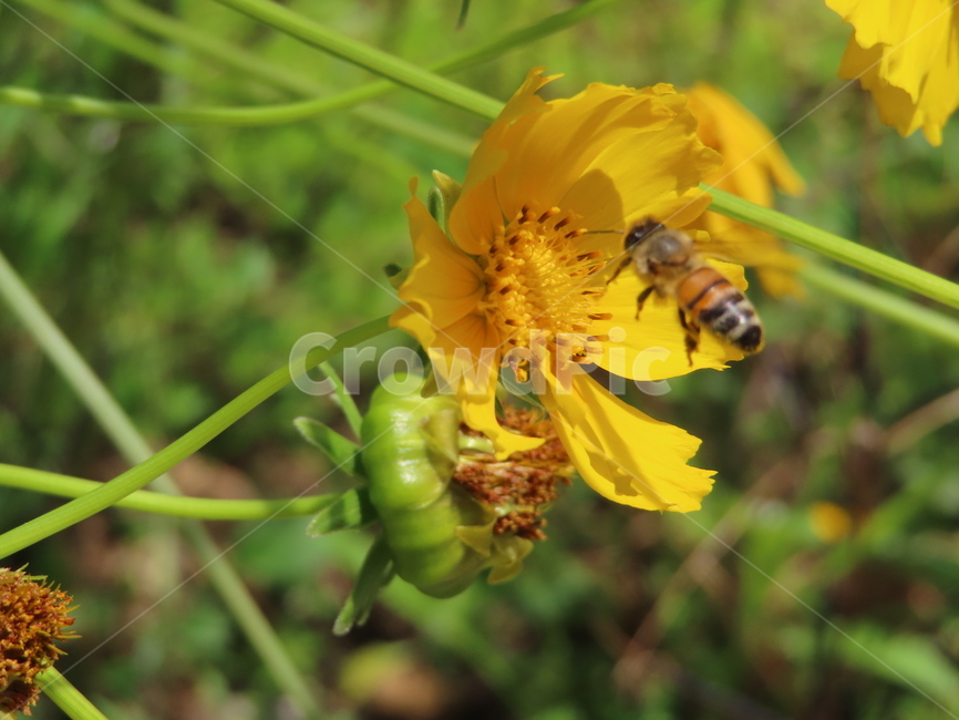 노란색,노란꽃,꿀벌,아름다움,식물,벌레,날벌레,공원,yellow,yellowflowers,honeybees,beauty,plants,bugs,flyingworms,parks