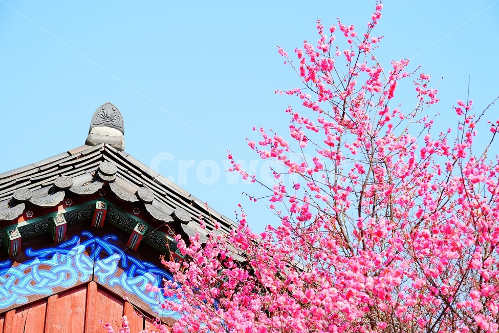 apricotflower,매화꽃,홍매화,꽃,나무,flower,tree