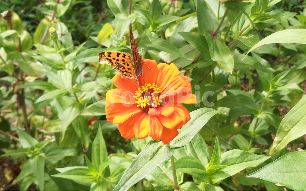 야생화,꽃,나비,식물,자연,여름,wildflower,flower,plant,butterfly,nature,summer,식물,자연,plants,nature,꽃,flower,동물,animal,곤충,벌레,insect,bug