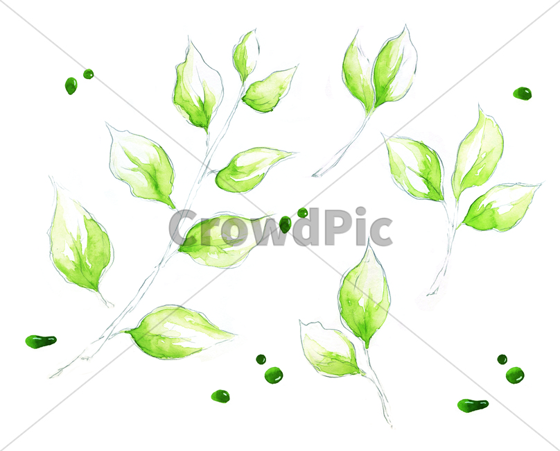 greentea,녹차,나뭇잎,leaf,foliage,umbrage,나뭇가지,bough,twig,sprig,branch