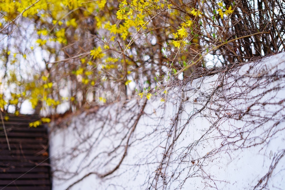 plant,flower,식물,꽃,개나리,koreanforsythia