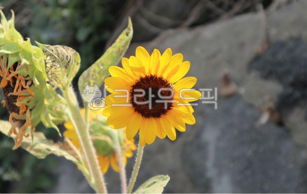 해바라기,해바라기꽃,자연,flower,꽃,blossom