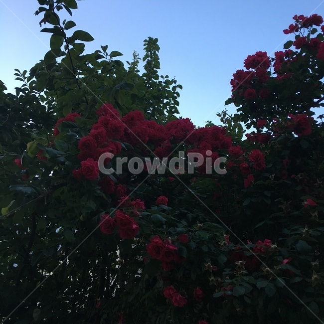 장미,rose,빨간색,꽃,감성적인,식물,어두운,nature
