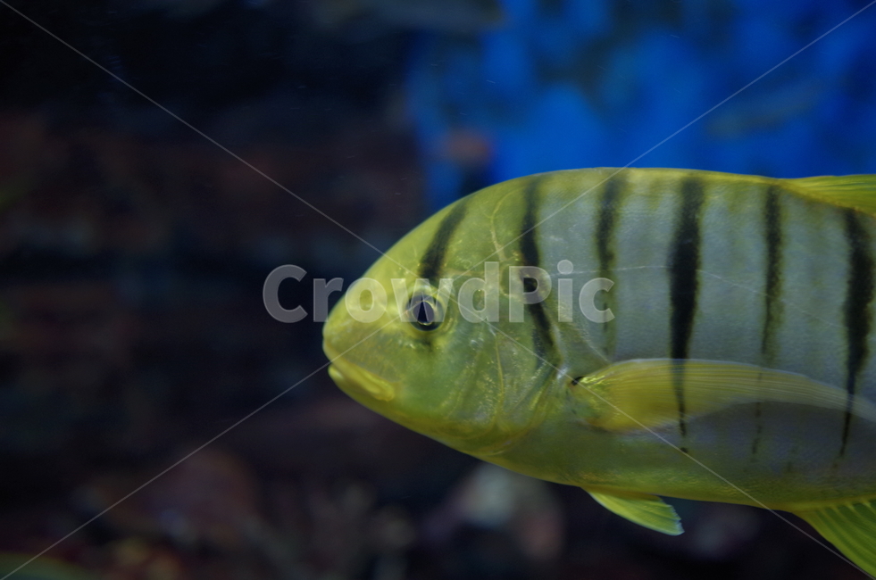 animal,동물,fish,물고기,아쿠아리움,어류,물고기,fish