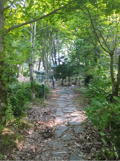 숲길,나무,자연,돌길,오솔길,숲속,자연,풍경,nature,landscape,flagstone,판석,outdoors,옥외