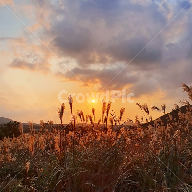 억새,노을,하늘,구름,해질녘,저녁하늘,자연,식물,석양,sunset,sky,가을,계절,fall,autumn,season
