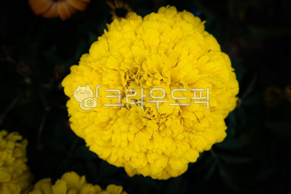 flower,꽃,꽃잎,천수국,아프리칸메리골드,tageteserecta,봄