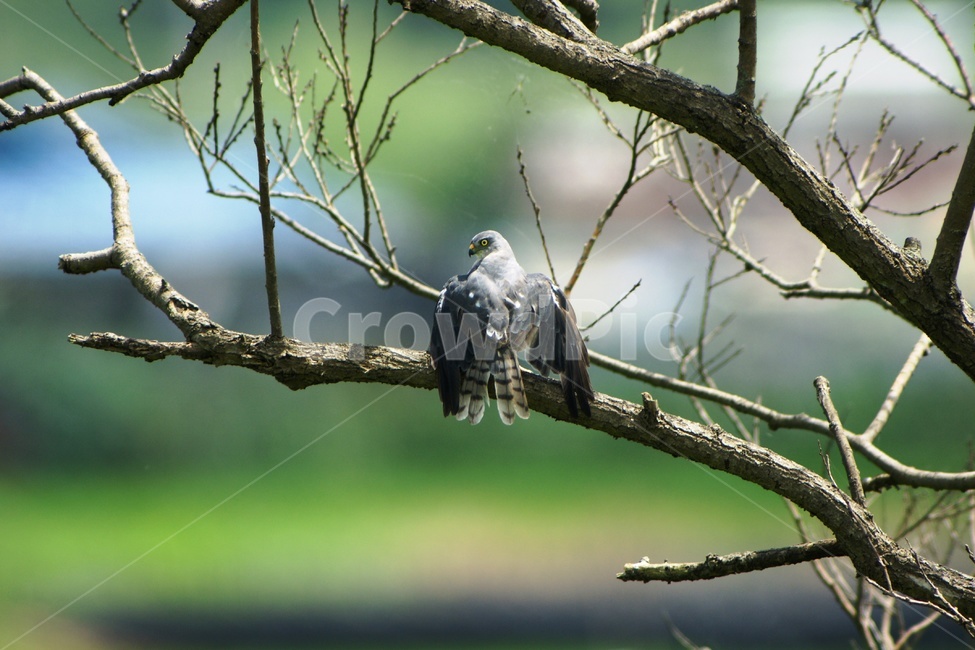붉은배새매,맹금류,매,천연기념물,조류,동물,animal,조류,새,birds