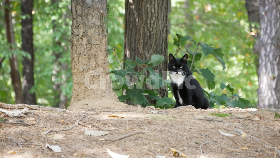 animal,동물,포유류,cat,고양이,mammal,pet,동물,animal,포유류,mammal,고양이,cat,kitten,kitty