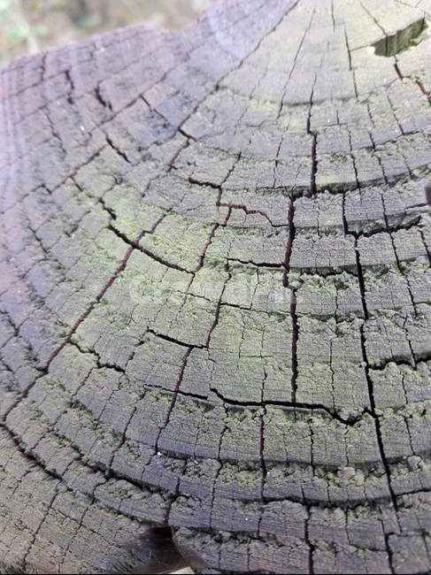 나이테,wood,나무,texture,pattern,cutwoodtrunk,treestumptexture,식물,자연,plants,nature,나무,trees,wood