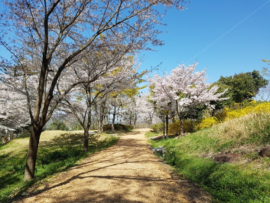 나무,산,풍경,벚꽃,봄,따뜻함,초록,tree,spring,cherryblossoms,landscape,scenery,scene,view,風景,樱花,さくら,桜花,桜
