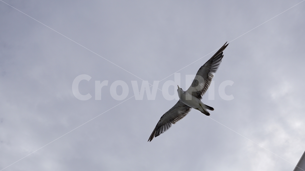 하늘,구름,자연,경치,경관,갈매기,새,조류,동물,공중,날개,날다,깃털,bird,animal,cloud,sky,바다,바다가,바닷가,해안,여름,summer,snap,스냅,동물,animal,조류,새,birds