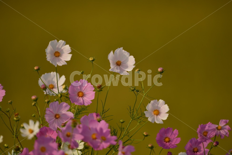 자연,꽃,가을,오후,코스모스,가을,계절,fall,autumn,season,식물,자연,plants,nature,꽃,flower,geranium,제라늄,blossom,plant