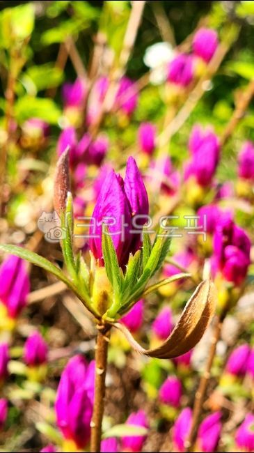 pink,petal,flower pink,flower bud,azalea,flower