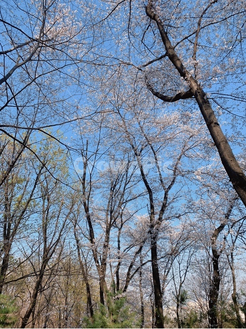 풍경,꽃,벚꽃,봄,나무,tree,flower,cherryblossom,blossom