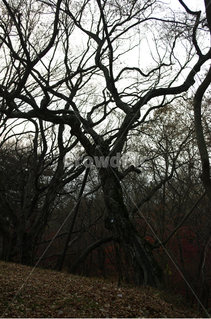 나무,식물,plant,자연,nature,식물,자연,plants,nature,나무,trees,wood
