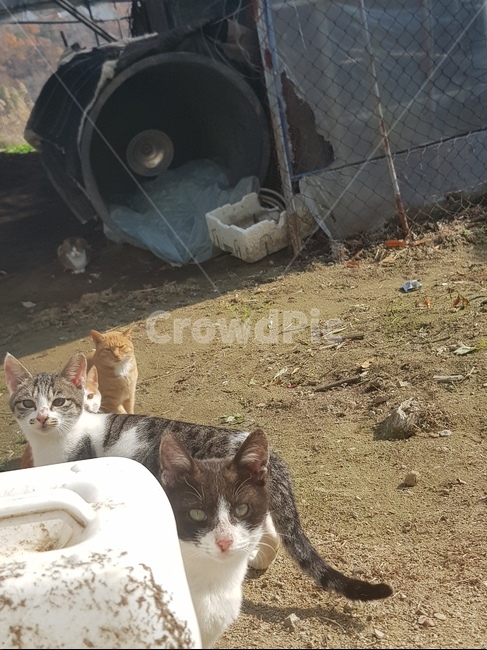 고양이,cat,귀여운,자연,야옹이,시골,따스함,따뜻함,동물