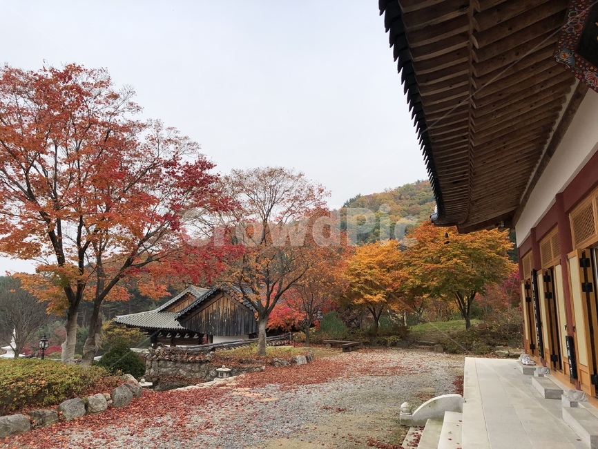 백련사,사찰,절,템플스테이,불교,한국,나무,낙엽,가을,tree,fall,temple