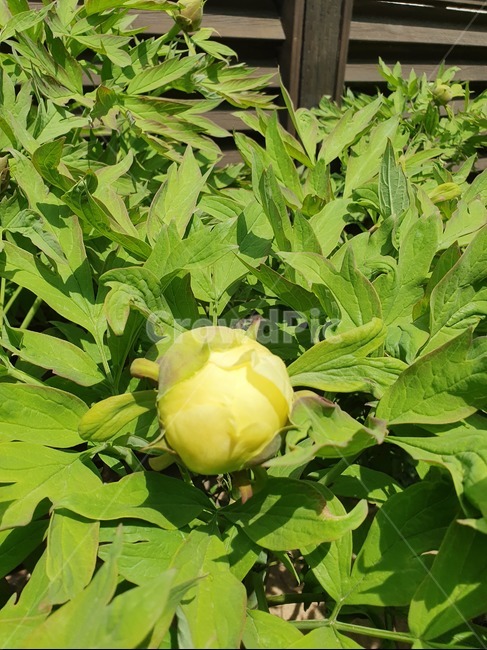 봄,노랑목단,봉우리,flower,plants
