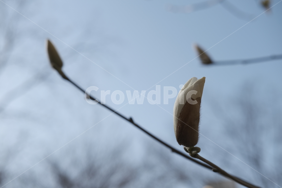 꽃,목련,나무,봄,꽃봉오리,식물