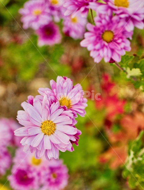 배경,핑크,국화,정원,식물,아름다움,꽃잎,근접촬영,자연,background,pink,flower,chrysanthemum,garden,plant,beauty,petal,photography,nature,daisy,daisies,데이지,꽃,식물,자연,plants,nature,꽃,flower