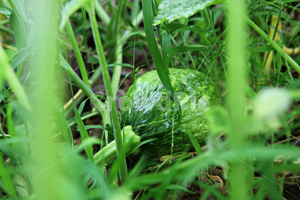 호박,먹거리,식재료,넝쿨식물,식물,밭,여름,농지,농사,식물,자연,plants,nature,과일,열매,fruit