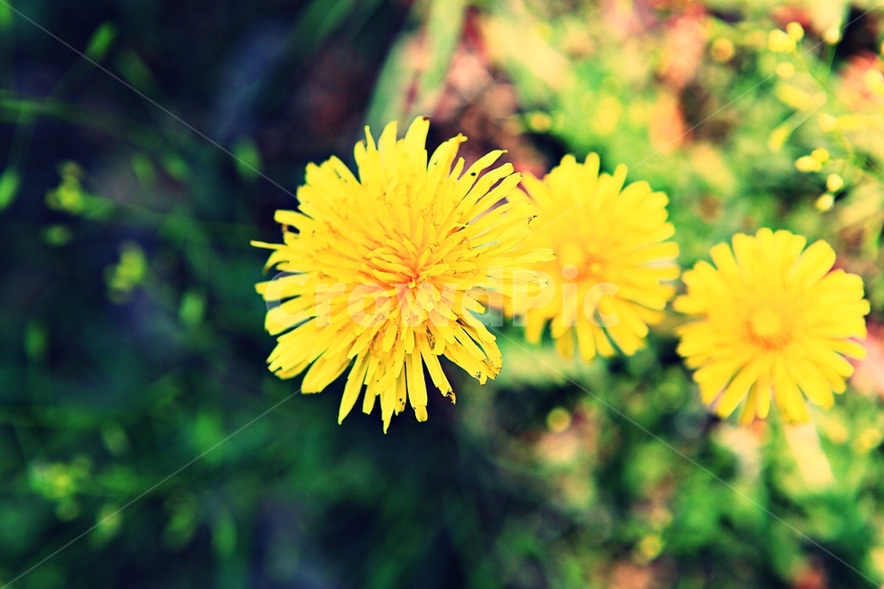 꽃,봄꽃,봄,공원,자연,배경,식물,자연,plants,nature,꽃,flower