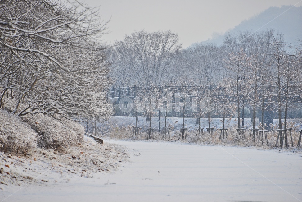 plant,식물,tree,나무,winter,겨울,blizzard,눈보라,nature,자연,outdoors,옥외,snow,눈,담양,관방천,관방제림,관방천설경,관방제림설경