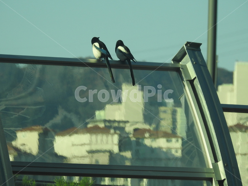 까치,아침,새,morning,bird,까치두마리,동물,animal,조류,새,birds