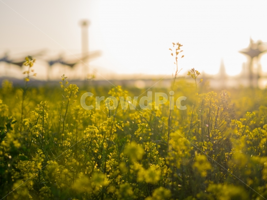 노을,한강,유채꽃,꽃,해질녘,자연,봄,봄꽃,감성,sunset,flower,spring,봄,계절,spring,season,식물,자연,plants,nature,꽃,flower,감성,sensible,feeling,field,들,outdoors,옥외,grassland,목초지