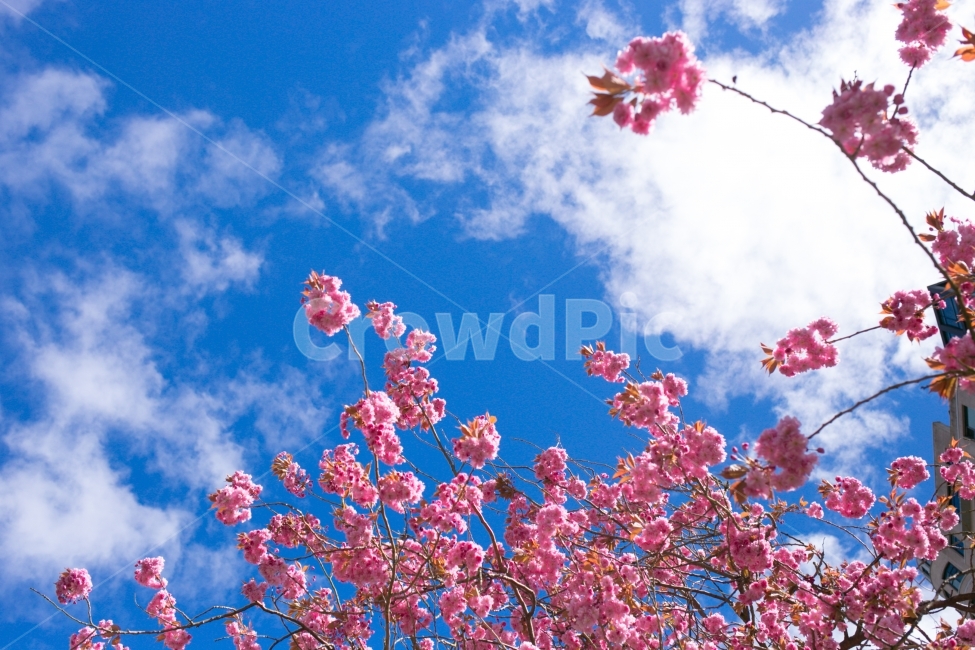 스냅,snap,풍경,landscape,여행,travel,자연,nature,꽃,flower,하늘,봄,계절,spring,season,식물,자연,plants,nature,꽃,flower,plant,blossom