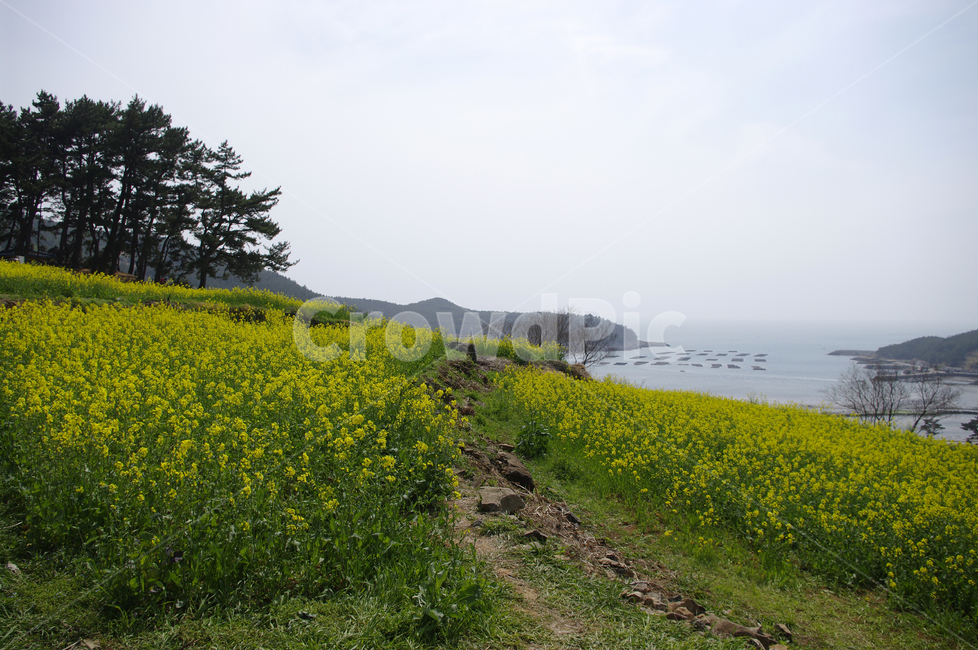 유채꽃,꽃밭,꽃,flower,계절,봄,spring,하늘,풍경,바다,섬,봄,계절,spring,season,자연,풍경,nature,landscape,grassland,목초지,field,들,outdoors,옥외