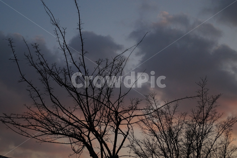 석양,노을,저녁,나뭇가지,그림자,실루엣,하늘,구름,식물,nature,dusk,자연,풍경,nature,landscape,outdoors,옥외,weather,날씨